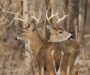 Maryland hunters harvest 71,649 deer for 2025-2026 season