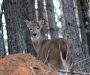 Maryland’s Early Muzzleloader Deer Season opens October 22