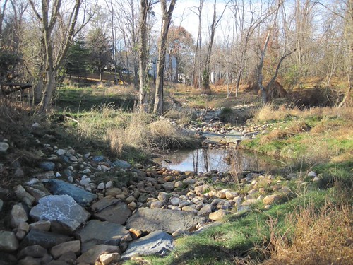 Free trees available for Maryland landowners for “Backyard Buffers”