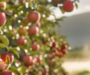 Freeze event in April makes county farms eligible for federal assistance