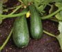 Crush summer dining with that squash crop