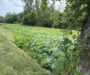 National Park Service plans to use machinery to clear canal plants