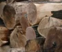 Executive Order could mean big things for Maryland forestry businesses