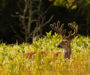 Maryland’s 2026-27 archery deer hunting season opened September 11